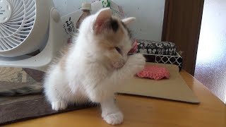 廃墟に居た子猫が一晩でこんな変わった