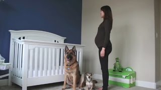 Dogs Steal the Show in Heartwarming Pregnancy Time Lapse Video