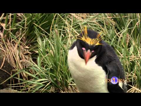 The Macaroni Penguin Youtube