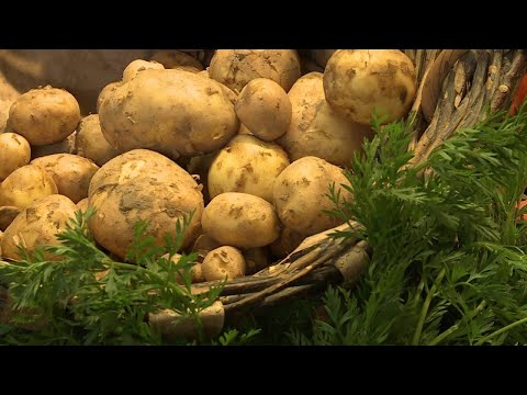 la-pomme-de-terre-primeur-fait-fondre-l'île-de-ré---météo-à-la-carte