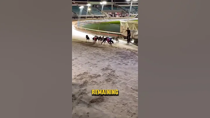 How To Stop A Greyhound Race! #shorts
