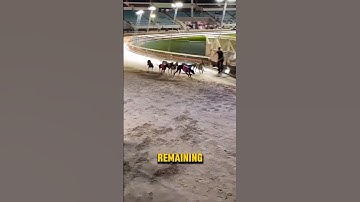 How To Stop A Greyhound Race! #shorts
