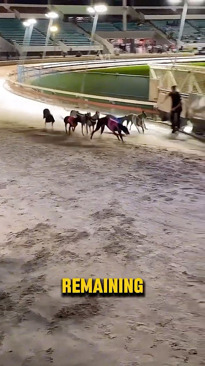 How To Stop A Greyhound Race! #shorts