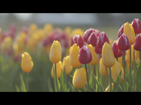 Video: Tulips, Daffodils, Hyacinths Baada Ya Kunereka