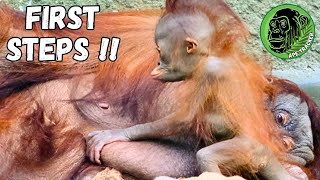 Adorable Baby Orangutan Takes Her Very First Steps