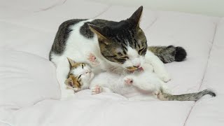 What Happens When a Rescued Kitten Thinks of a Big Cat as a Father? │ Episode.51