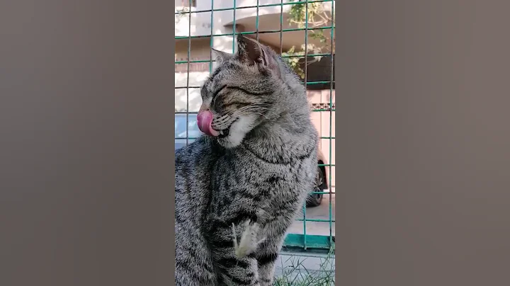 Video 8333331: hilarious cat dog compilation, funniest cats dogs compilation, hilarious funny compilation cats