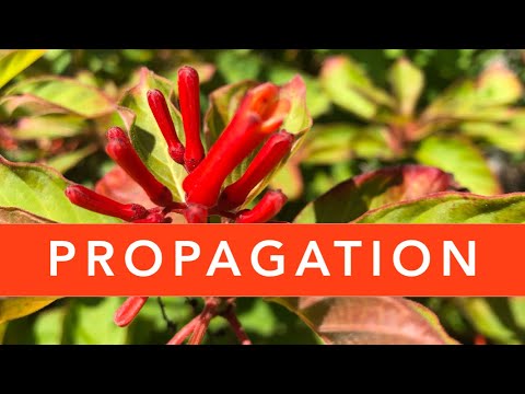Video: Transplanting a Firebush: Lär dig när du ska transplantera Firebush-växter