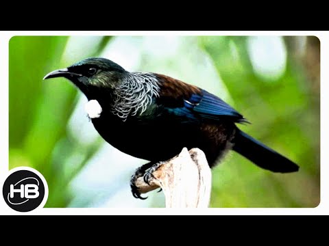 10 Самых Умных и Говорящих Птиц в Мире