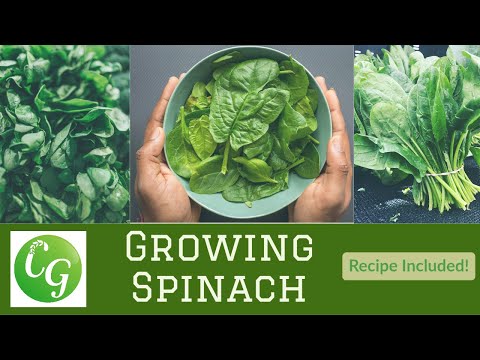 Video: Informácie o špenáte s kučeravým listom: Získajte informácie o pestovaní rastlín savojského špenátu