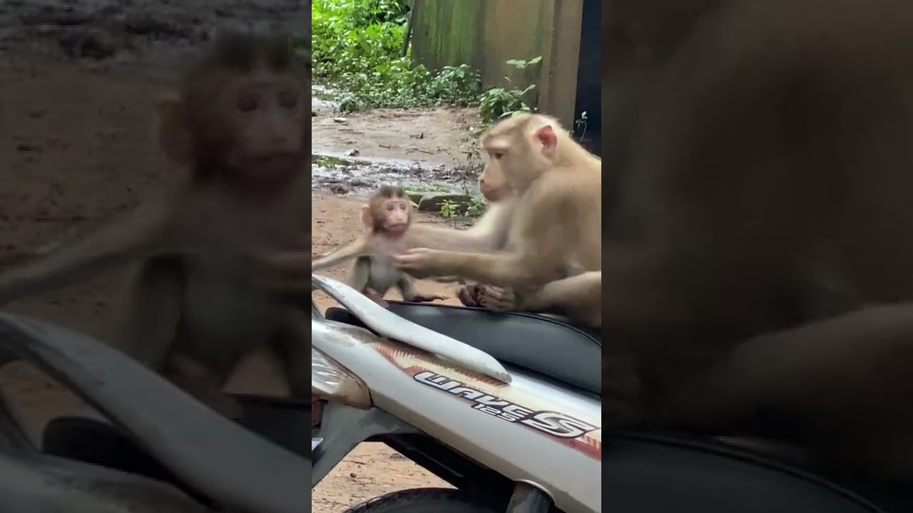 BRADY MONKEY. Orphan Monkey - Enjoy Watching Abandon Baby Monkey - Daily Wildlife Monkey