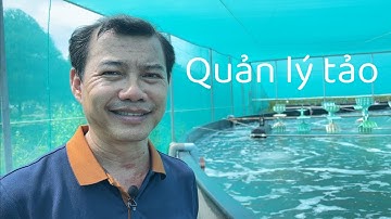 QUẢN LÝ TẢO TRONG AO TÔM