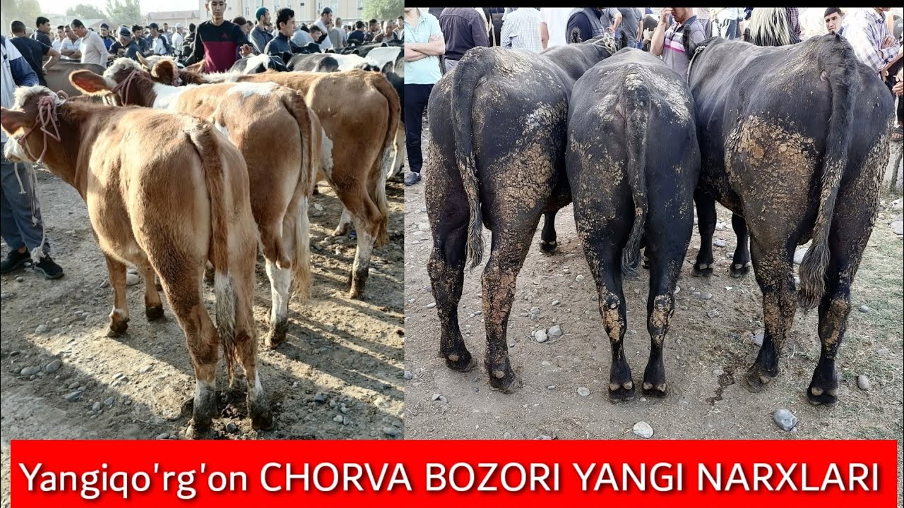 Yangiqo rg on CHORVA BOZORI Bugun Bozor QIMMAT BO LIB KETDI YouTube yangiqo-rg-on-chorva-bozori-bugun-bozor-qimmat-bo-lib-ketdi-youtube