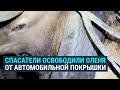 Как в США оленя спасли от автомобильной шины