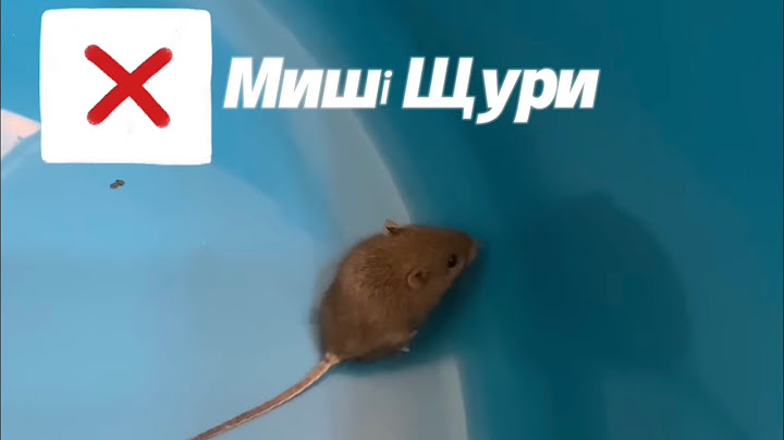 МИШІ та ЩУРИ. Як позбутися мишей в хаті. Наш досвід боротьби з гризунами та відгуки.