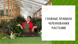 картинка: ЧЕРЕНКУЕМ КАЛИБРАХОА, ПЕТУНИЮ И ДРУГИЕ РАСТЕНИЯ! ГЛАВНЫЕ ПРАВИЛА ЧЕРЕНКОВАНИЯ