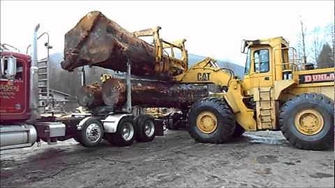 Cat Loader unloads Huge Old growth spruce logs off Peterbilt log truck.
