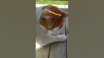 I leave my cat alone with catnip Then.....#shorts #cats #animals #funny