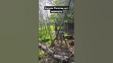 Косуля Рогатик ест черемуху #забавныеживотные #funnyanimals #косуля #roedeer #roe #рогатик #animals