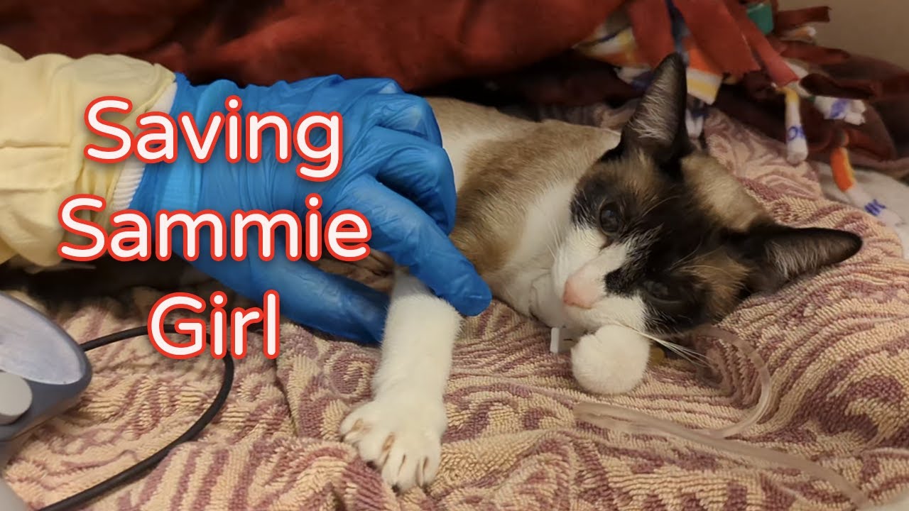Cat Receives Lifesaving Blood Transfusion YouTube