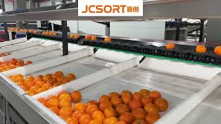 JCSORT Citrus Weight Grading Machine |Automatic Orange Sorting Machine | High-Precision Fruit Grader