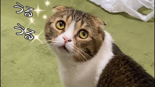 お仕事中のママにどうしてもかまって欲しくて駄々をこねる猫