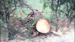 Cruszzz!!Un copac doborât de furtună și tăiat de drujbă