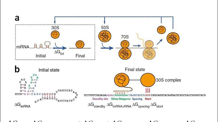 Biophysical models of translation