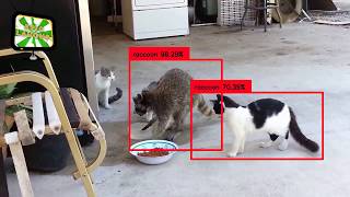 Raccoon Detection using YOLO 3