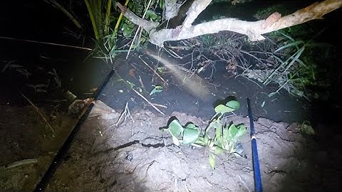 Xiệt trúng mánh cá lóc khủng dưới mé sông mùa nước nổi | kích cá miền tây 