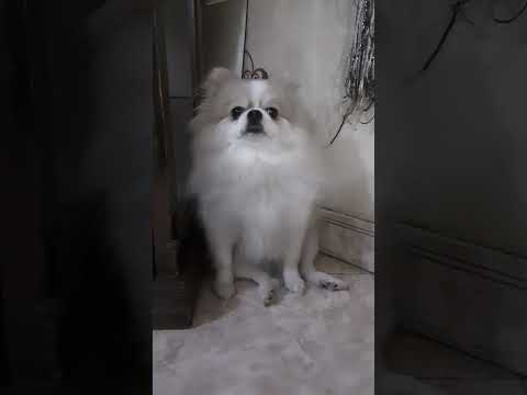 اسمش مایا تخصص در خرابکاری و خر کردن من با زبونش      