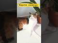 repite conmigo #gato #cat #gatos #yosoydelos7mil