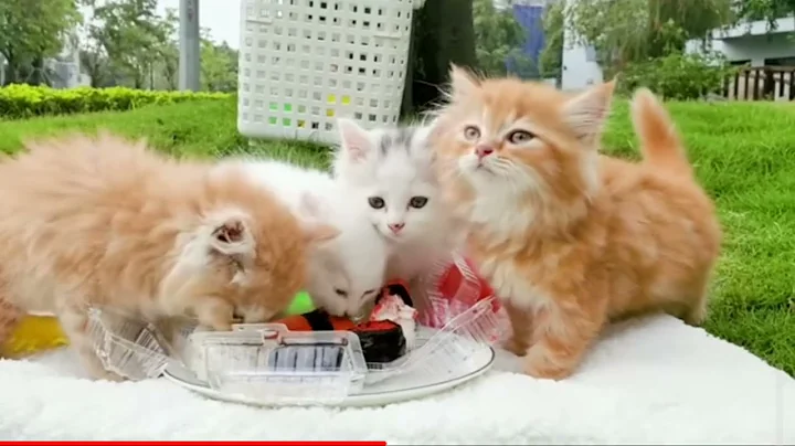 Video 11321951: cat kitten pets, kitten fun, funny cat, best cat