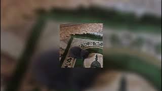 The Power - Maher Zain [Vocals Only, Sped Up]