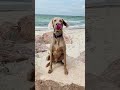 Weimaraner Liebe Endlos Hunting Dog