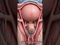 This Is What Contractions Actually Do Inside You 😳#shorts #3d