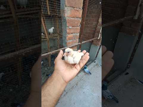 Wow 🥰 Pigeon eggs 🥚 New Baby Pigeon ki video || #shorts #shortsfeed #kabutar #pigeon