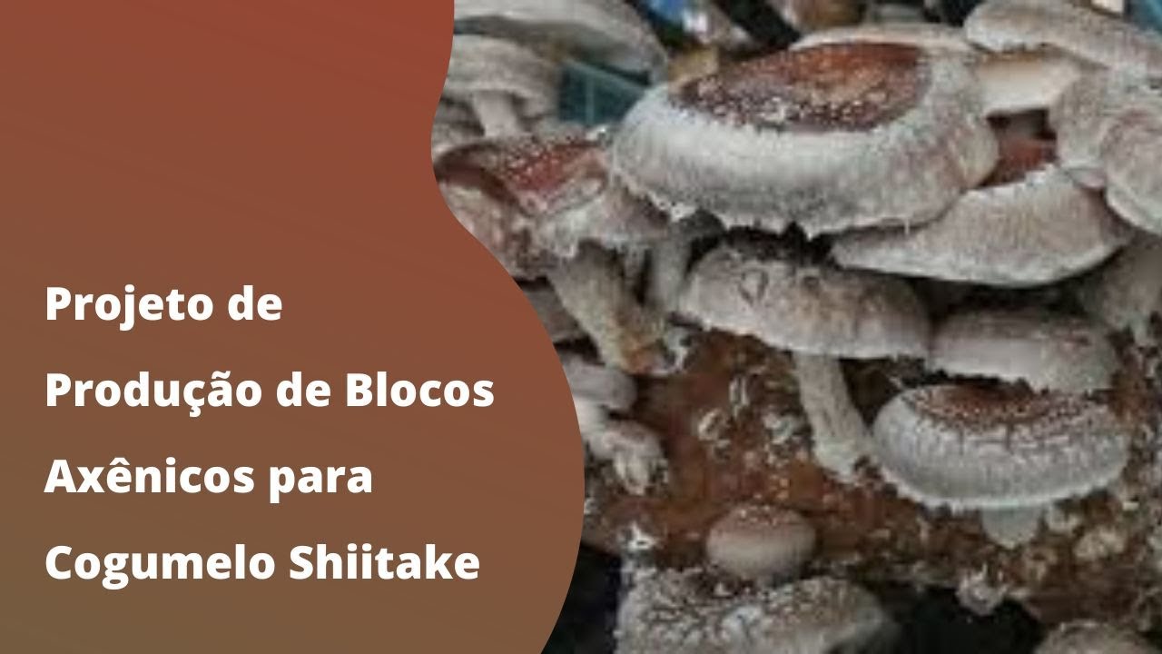 Saiba como produzir cogumelo shitake em blocos