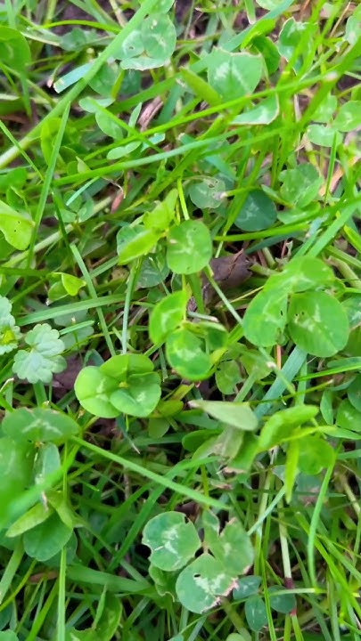 clover air force ones