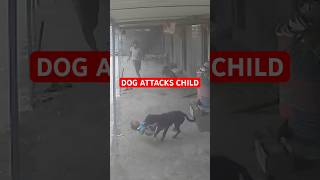 Dog Tries To Take Child For A Meal