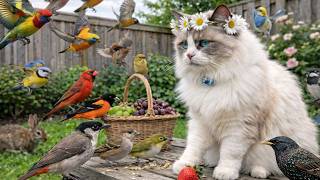 Videos for Cats to Watch 🐱🐦 Backyard Birds Party 4K HDR