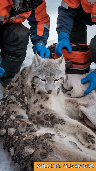Rescuers Save ARTIC LYNX Severely Injured By Millions Of Barnacles On Its Body