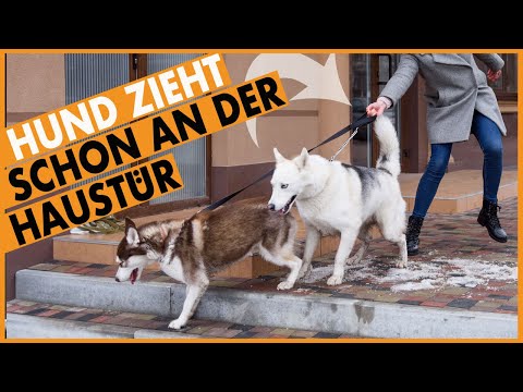 Video: Hilfe! Mein Hund versucht immer wieder, aus der Haustür zu rennen.