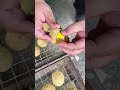 These eggs are very delicious and look wonderful to eat#shortvideo #farming #youtubeshorts