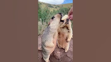 Sự thật thú vị về loài sóc đất marmot  #thegioidongvat #shorts