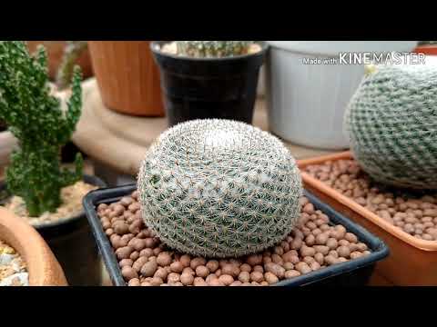 Tonaor cactus farm