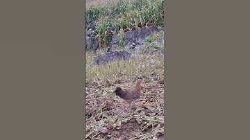 tiếng gà rừng mái đỉnh cao.suab poj qaib qus xeev zoo tiag tiag