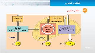 التنفس الخلوي