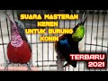 Masteran Untuk Burung Konin Mp3 - Mp4 Download