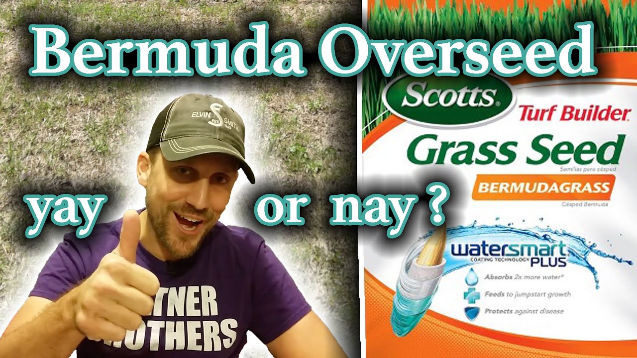 Overseeding Bermudagrass // Should You Overseed a Bermuda Lawn // How To Fill In Bare Spots in ...